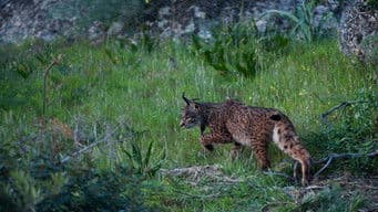The Missing Lynx