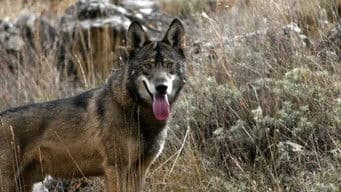 The Mystical Forest: Spanish Juniper Woods