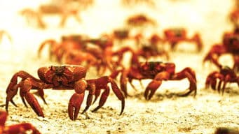 Night of the Christmas Crab