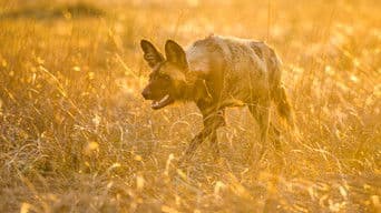 Living with Predators (Conservation)