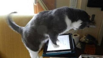 911, My Cat’s Holding Me Hostage!