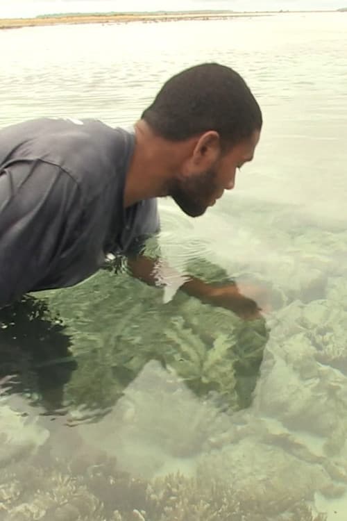 Pileni paualala. Dried giant clams in the Reef Islands